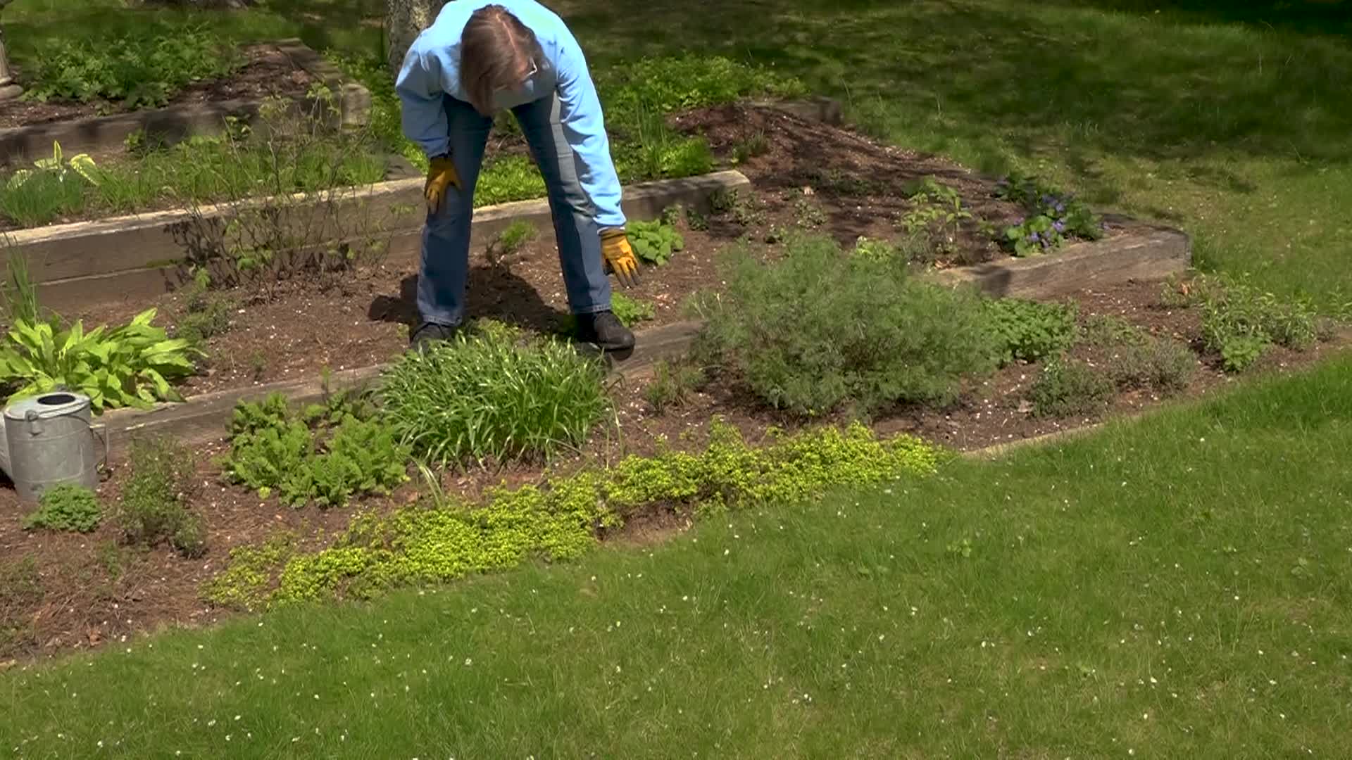  A Walk in the Garden with Liz Davey - Episode 88