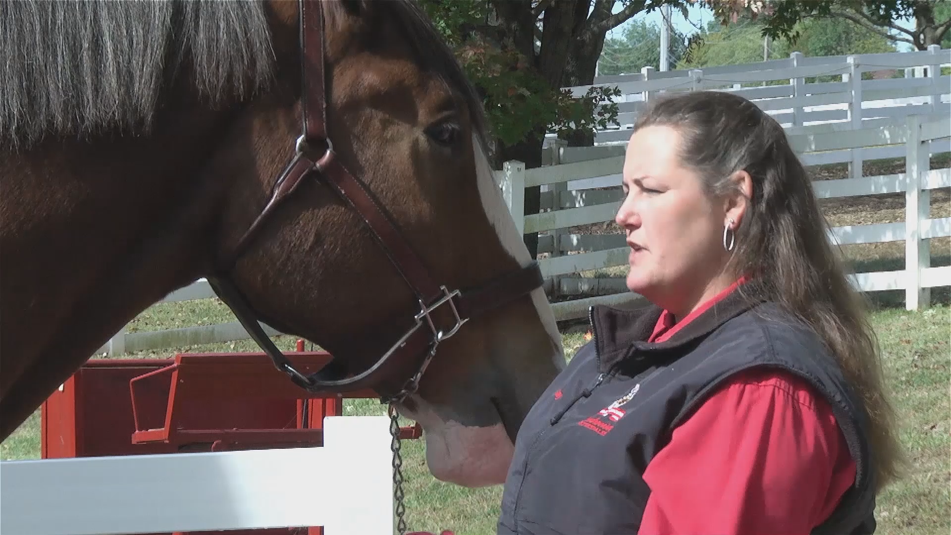On The Inside: Clydesdale Trainer
