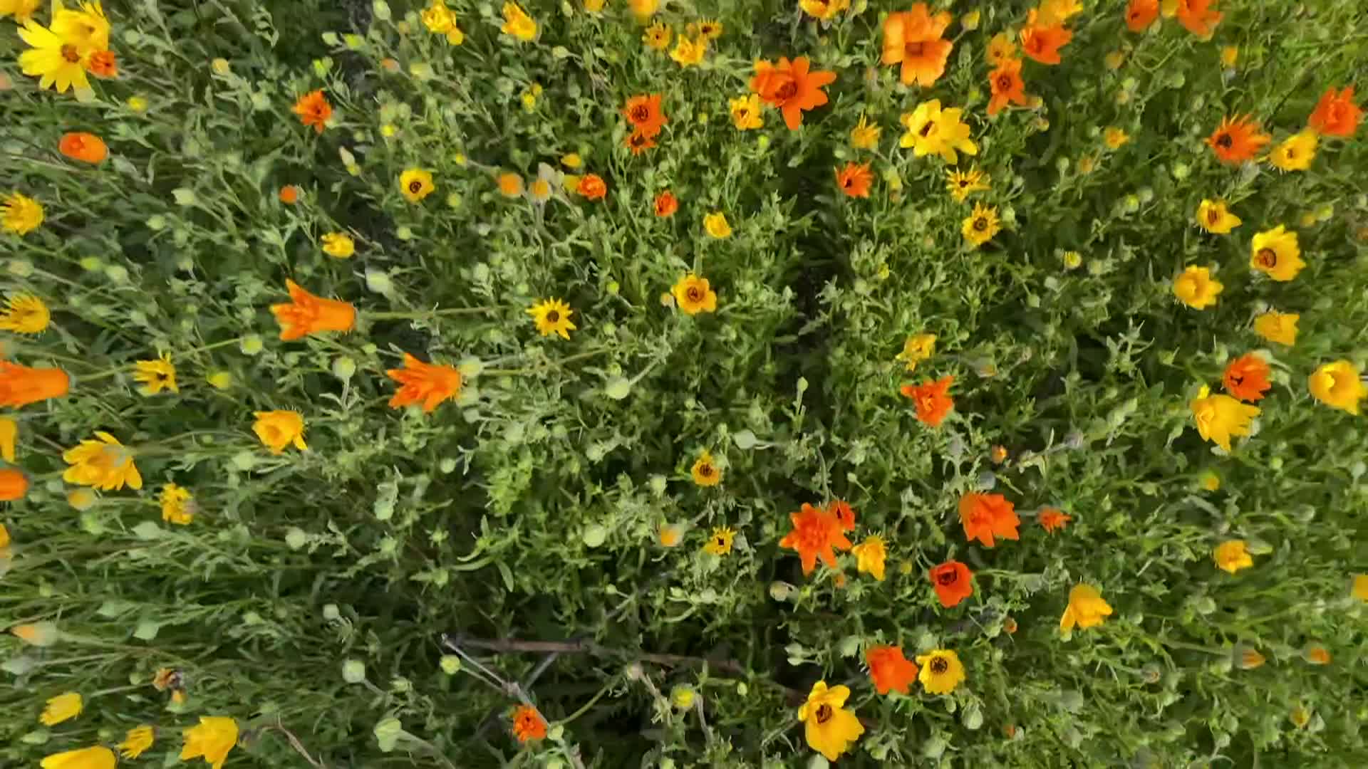 Cooking with Vlada beeswax egg coloring