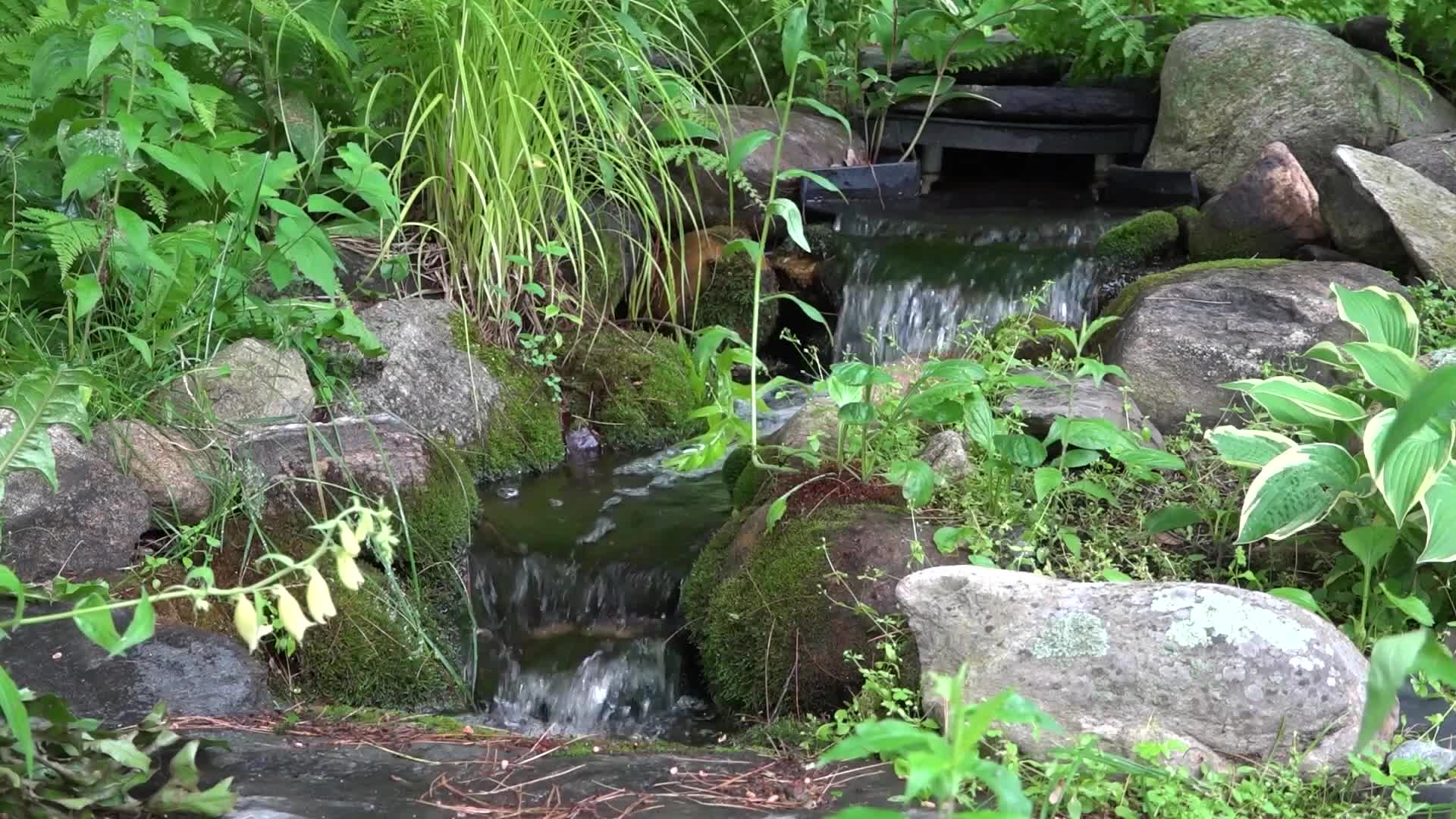 Get Healthy with Holly - Forest Bathing for Mental Health