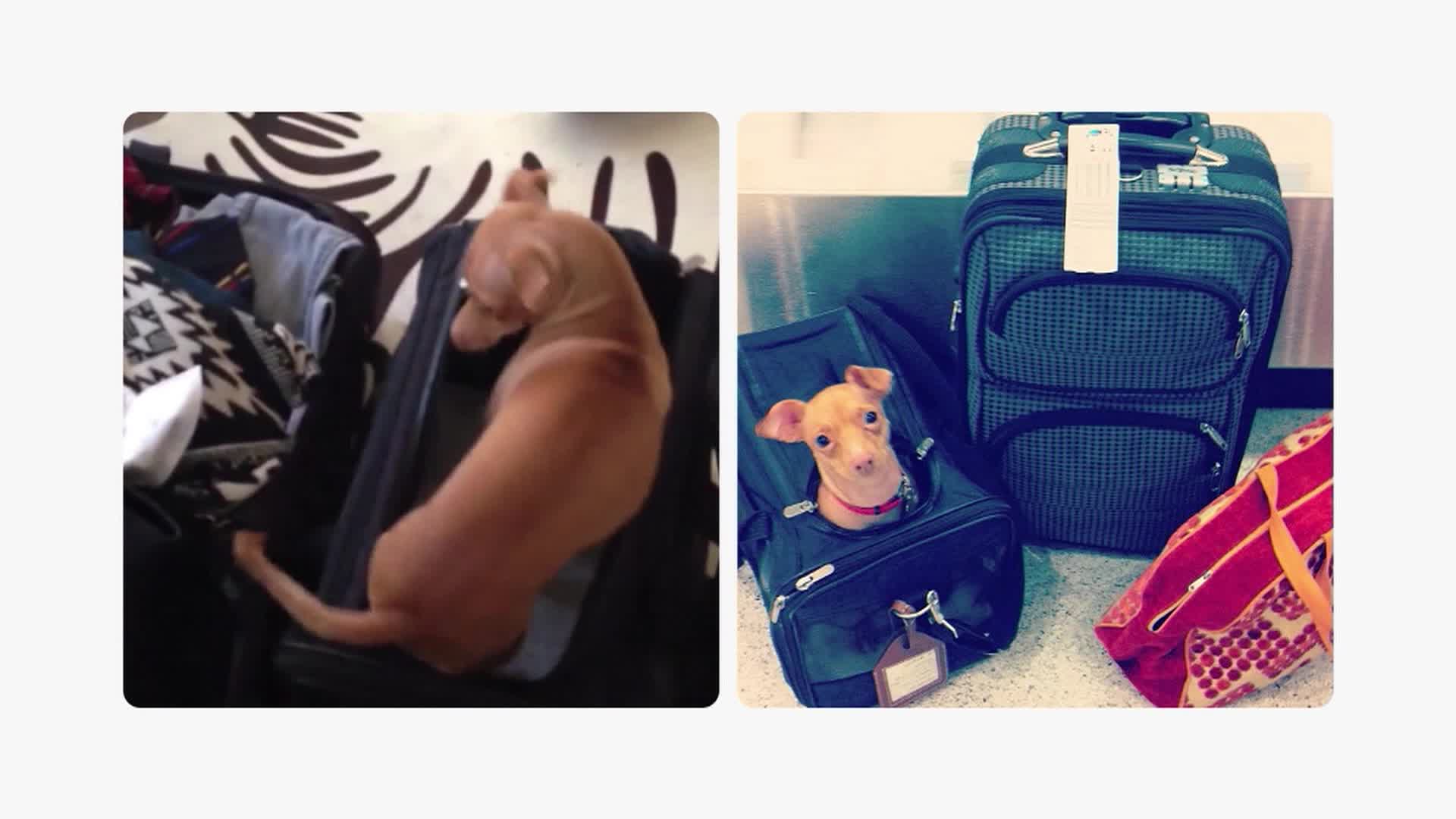 Sidewalks Ent  Zooey Deschanel Charlie Cox and Gus