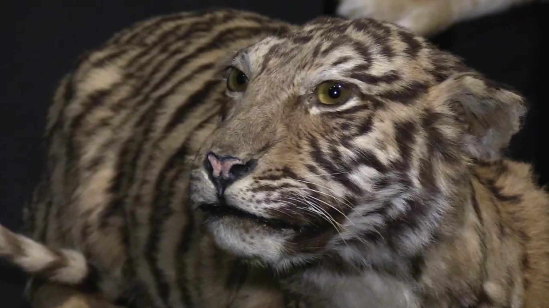 Out and About Fierce! The Story of Cats & The Enchanted Forest of Light