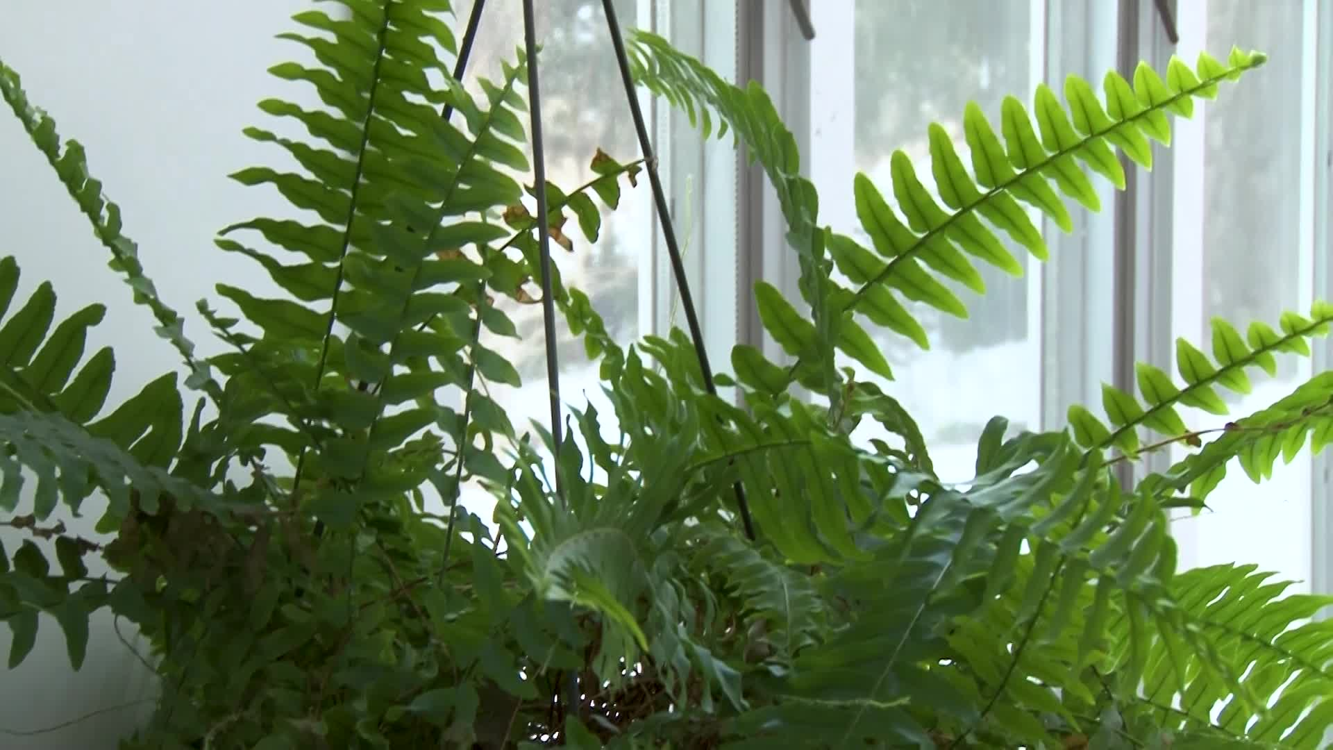 A Walk in the Garden with Liz Davey