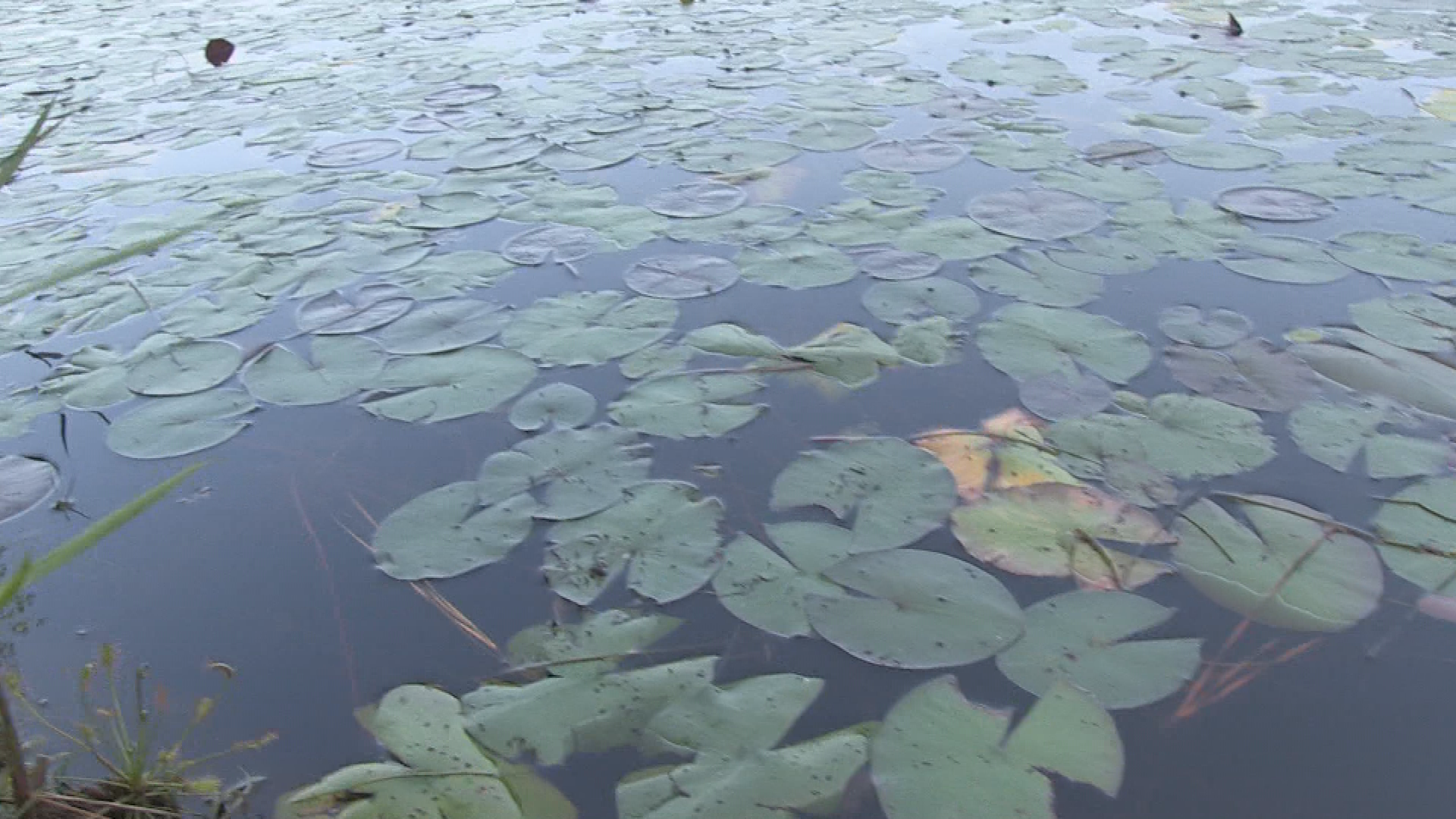 Peace Using Nature Joseph J: Class Project video production