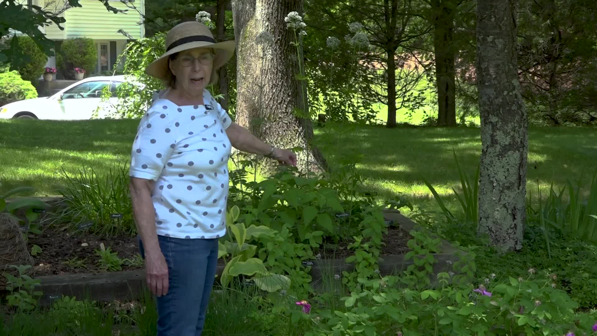 A Walk in the Garden