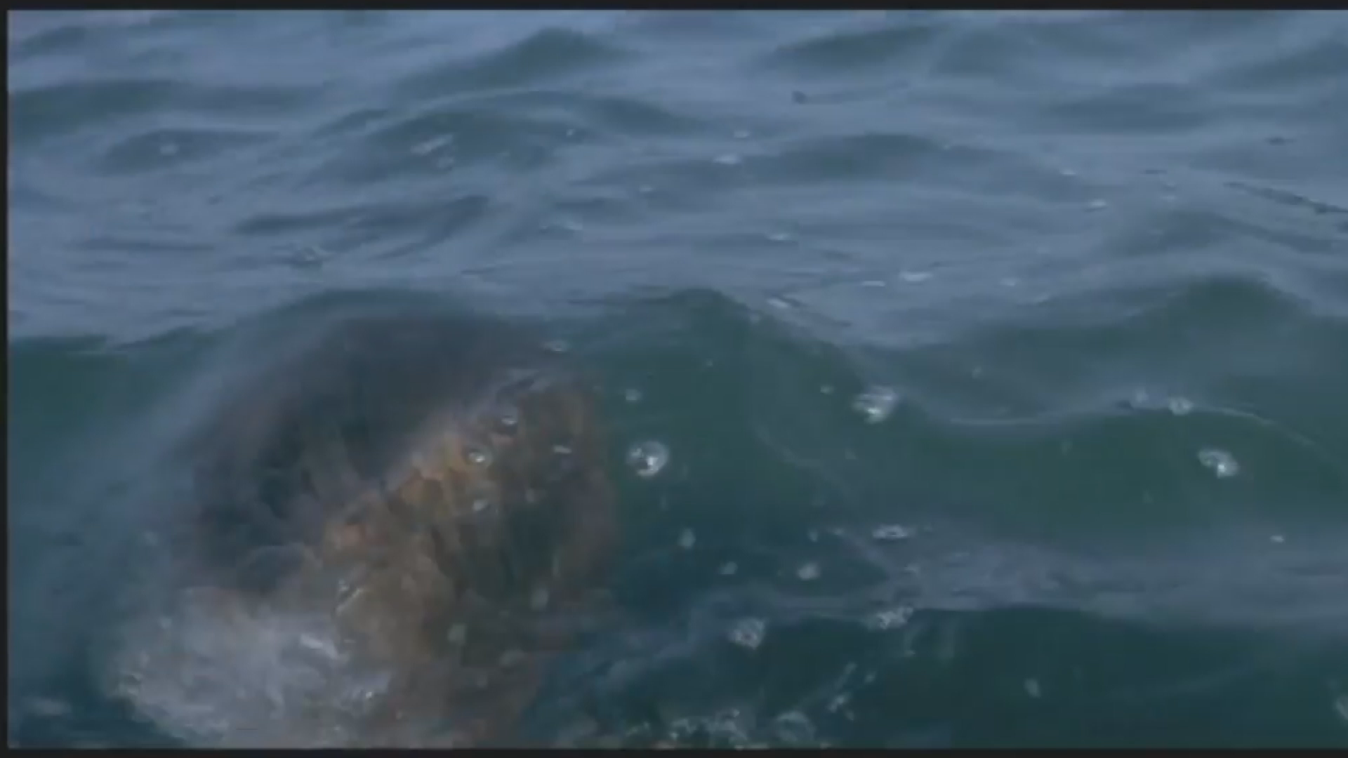 African Travel Destination Great White Cage Diving: Class Project Video Production