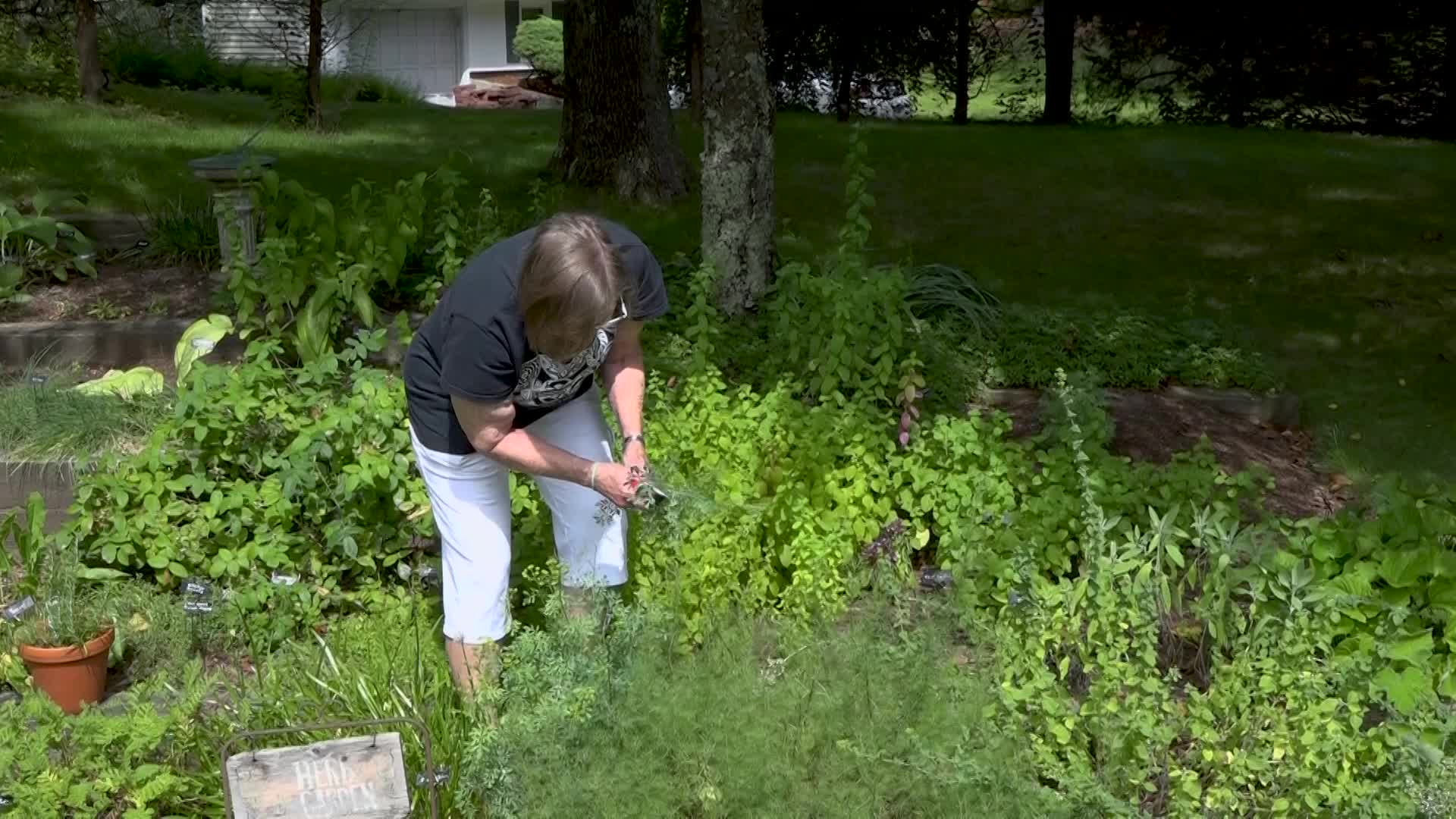  A Walk in the Garden with Liz Davey - August
