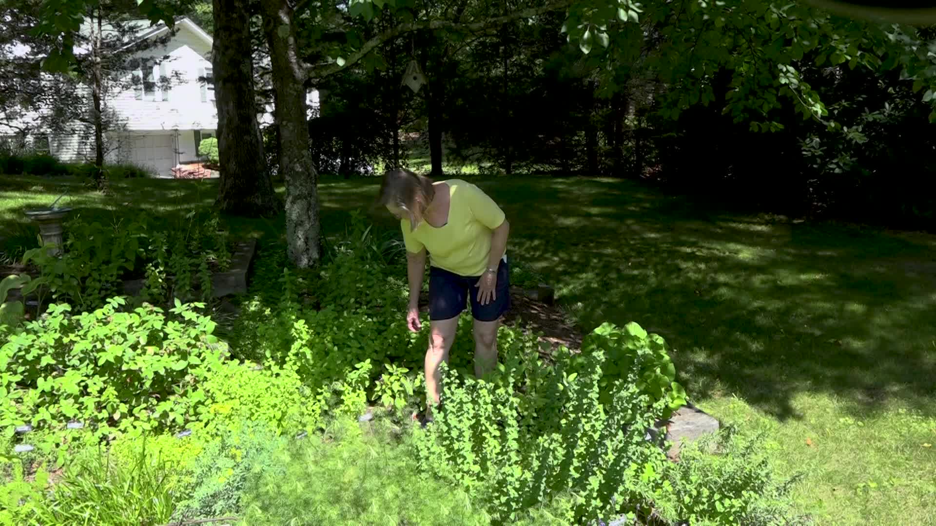  A Walk in the Garden with Liz Davey - Episode 92